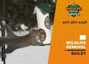 Bailey Wildlife Removal
