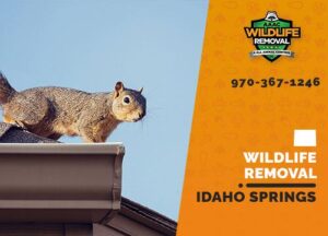 Idaho Springs Wildlife Removal