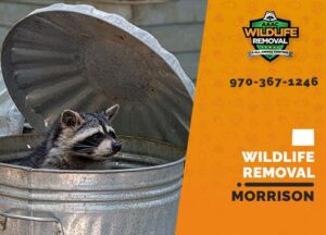 Morrison Wildlife Removal