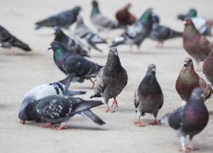 Birds on a sidewalk