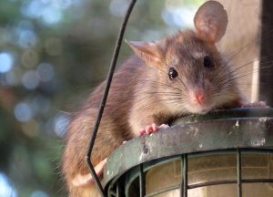 Conifer Wildlife Removal professional removing pest animal