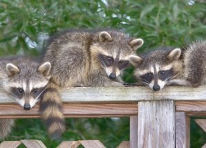 raccoons in a yard