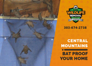bat proofing my central mountains home