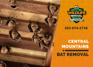bat exclusion in central mountains