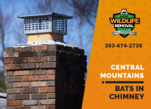bat in chimney central mountains