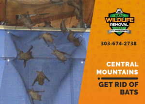 get rid of bats central mountains