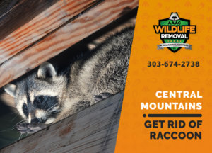 get rid of raccoon central mountains