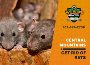 get rid of rats central mountains
