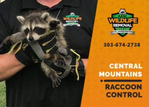 raccoon control central mountains