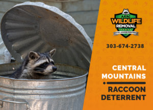 central mountains raccoon deterrents