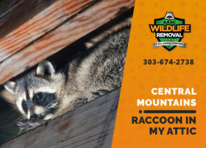 raccoon stuck in attic central mountains