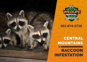 infested by raccoons central mountains