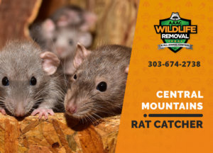 central mountains rat catcher
