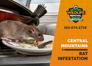 rat infestation signs central mountains