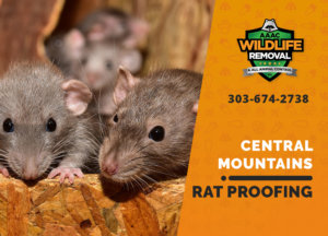 rat proofing in central mountains