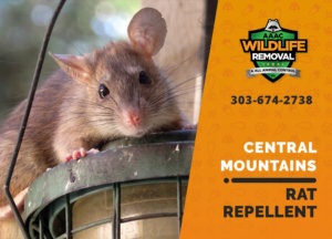 rat repellent useful central mountains