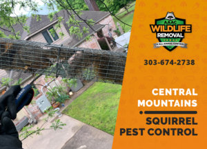squirrel pest control in central mountains