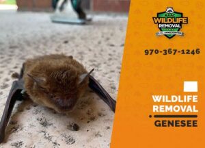 Genesee Wildlife Removal