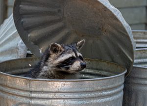 Arvada Wildlife Removal professional removing pest animal