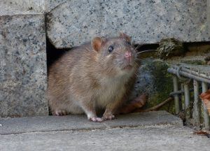 Columbine Wildlife Removal professional removing pest animal