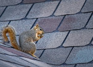 Ken Caryl Wildlife Removal professional removing pest animal