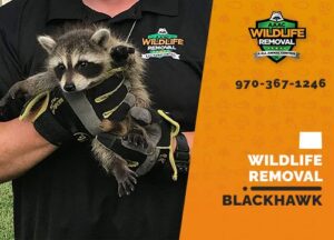 Blackhawk Wildlife Removal