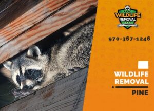 Pine Wildlife Removal