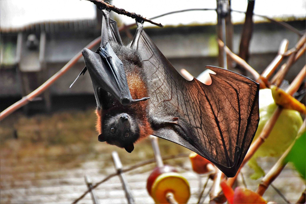 image of a bat