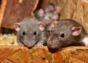 Castle Pines North Wildlife Removal professional removing pest animal